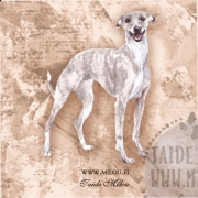 Whippet4_bri_M