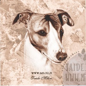Whippet_bripaaM