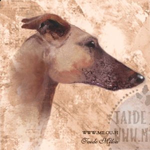 Whippet_rupaaM