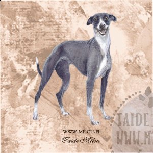 Whippet_seiharm_M
