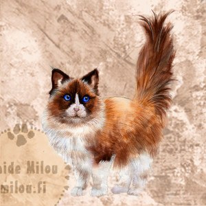 YY_Ragdoll_M