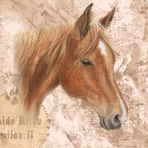 Y_Arabianhevonen_M
