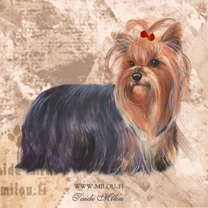 Yorkshirenterrieri_M