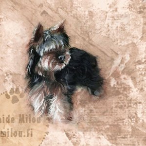 Yorkshirenterrieri_pentu_M