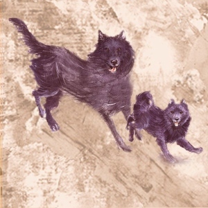 belgishipperke
