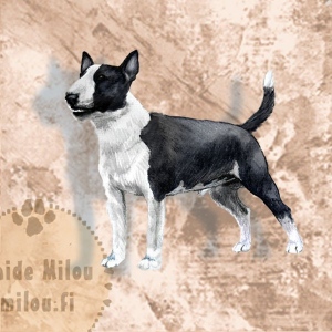 bullterrieri_minimu_M