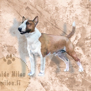 bullterrieri_miniru_M