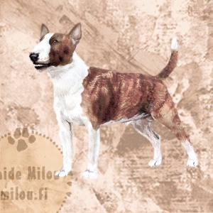 bullterrieri_mjinibrind_M