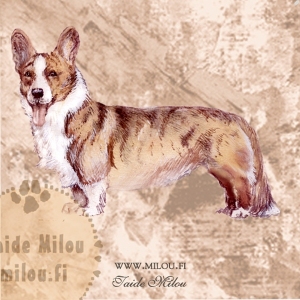 Welsh_corgi_cardigan