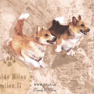 corgipusooi_M.tif-copy