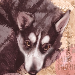 huskymusta_M