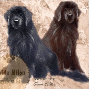 newfoundland_ru_M
