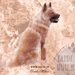 Amerikanakita1