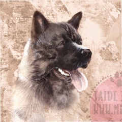 Amerikanakita11brindle_M