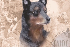 Australiankelpie_BT