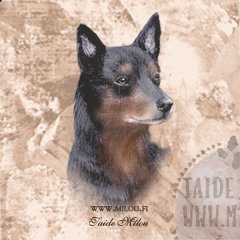 Australiankelpie_BT