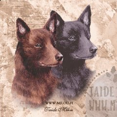 Australiankelpie_ruskea_M
