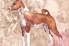 Basenji_ruskea_M