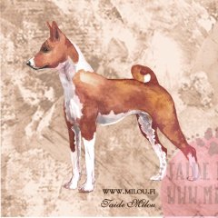 Basenji_ruskea_M