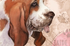 Basset_ru_M