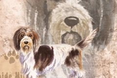 petit-basset-griffon-vendeen