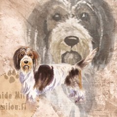 petit-basset-griffon-vendeen