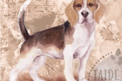 Beagle_M