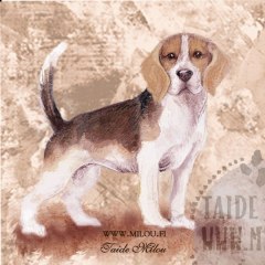 Beagle_M