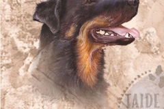 Beauceron_M