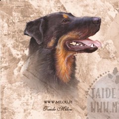 Beauceron_M