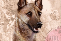 Belgianpaimenkoira2_Malinois_M