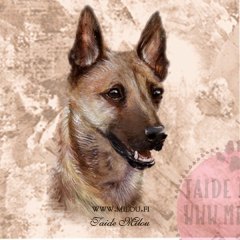 Belgianpaimenkoira2_Malinois_M