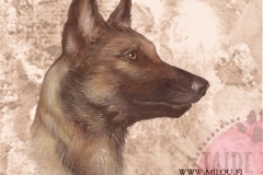 Belgianpaimenkoira_Malinois1_M