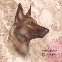 Belgianpaimenkoira_Malinois1_M