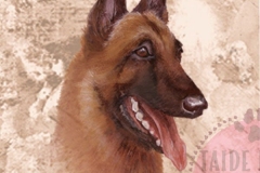 Belgianpaimenkoira_Malinois_M