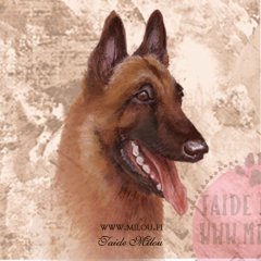 Belgianpaimenkoira_Malinois_M