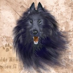 Belgianpaimenkoira_groenen_M