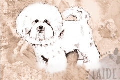 Bichonfrise_M