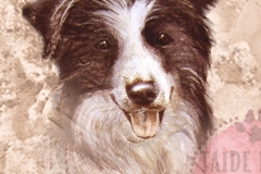 Bordercollie-mv_paa_M