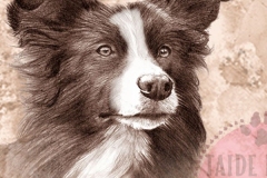 Bordercollie_paa_PM_M