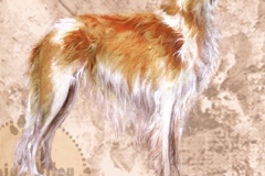 Borzoi2_M