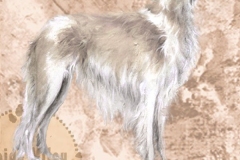 Borzoi3_M