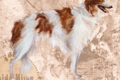 Borzoi_M