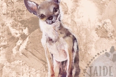 Chihuahua_LK2_M