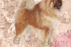 Chowchow2_M