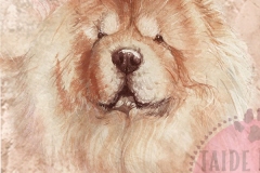 Chowchow3_M