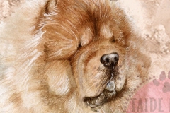 Chowchow_M