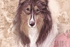 Collie_tri_M