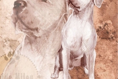 Dogoargentino_M