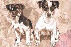 Jackrussel3